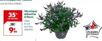 Véronique arbustive à fleurs