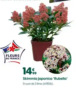 Truffaut Skimmia japonica 'Rubella' offre