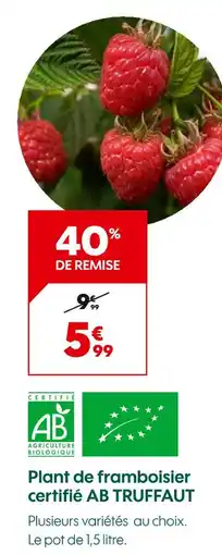 Truffaut TRUFFAUT Plant de framboisier certifié AB offre