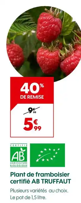 Truffaut TRUFFAUT Plant de framboisier certifié AB offre