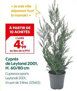 Truffaut Cyprès de Leyland 2001 H. 60/80 cm offre