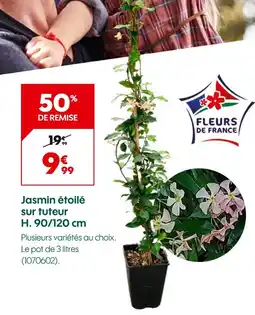 Truffaut Jasmin étoilé sur tuteur H. 90/120 cm offre