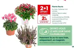 Truffaut Cyclamen mini offre
