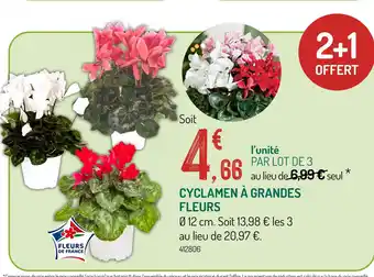 Fleurs de France Cyclamen à grandes fleurs