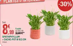 Botanic Spathiphyllum + Cache-pot Ø 10,5 cm offre