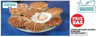 Coquilles saint-jacques blanches ou coraillees