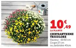 Hyper U Chrysantheme tricolore offre