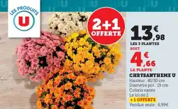 Hyper U Chrysantheme u offre