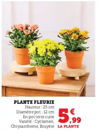 Hyper U Plante fleurie offre