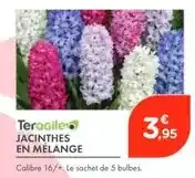 Point Vert Jecinthes en mélange offre