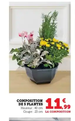 Super U Composition de 5 plantes offre
