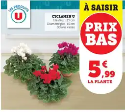 Super U Cyclamen u offre