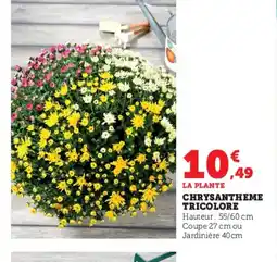 Super U Chrysantheme tricolore offre