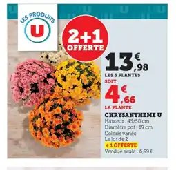 Super U Chrysantheme u offre