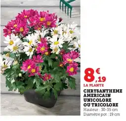 Super U Chrysantheme americain unicolore ou tricolore offre