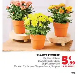 Super U Plante fleurie offre