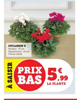 U Express Cyclamen u offre