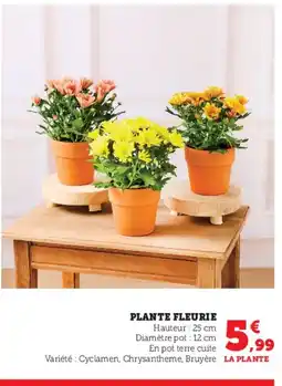 U Express Plante fleurie offre