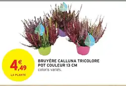 Intermarché Express Bruyère calluna tricolore pot couleur offre