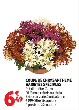 Auchan Coupe de chrysanthème variétés spéciales offre