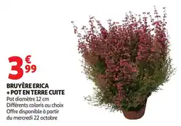 Auchan Bruyère erica + pot en terre cuite offre