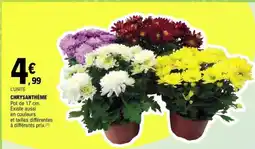 E.Leclerc Chrysanthème offre