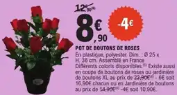 E.Leclerc Pot de boutons de roses offre
