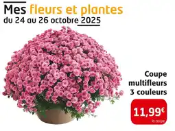 Colruyt Coupe multifleurs 3 couleurs offre