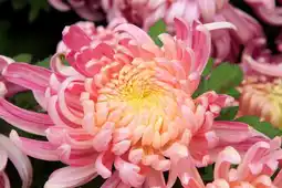 Jardiland Chrysanthème à grosses fleurs offre