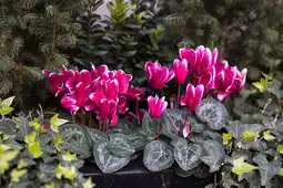 Jardiland Mélange de cyclamen et de lierre offre