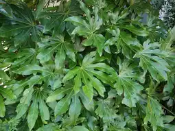 Jardiland Fatsia du Japon offre