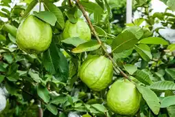 Jardiland Feijoa à fruits offre