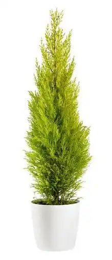 Jardiland Cyprès Gold Crest Wilma offre