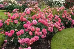 Jardiland Rosier buisson offre