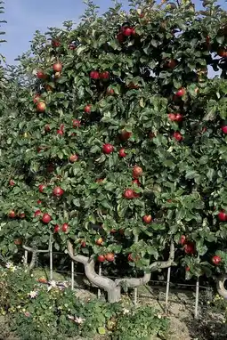 Jardiland INVIVO Nous on sème Pommier ou poirier en palmette INVIVO Nous on sème offre
