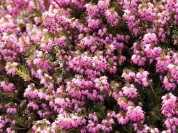 Jardiland Bruyère d'hiver offre