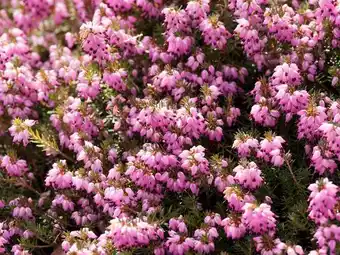 Jardiland Bruyère d'hiver offre