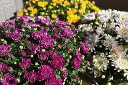 Jardiland ECLOZ Chrysanthème à petites fleurs ECLOZ offre