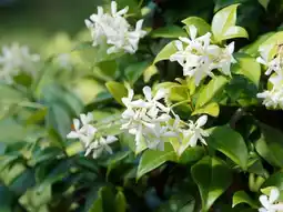 Jardiland ECLOZ Jasmin étoilé ECLOZ offre