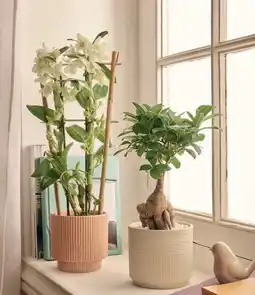 Jardiland ECLOZ Ficus Microcarpa Ginseng ECLOZ offre