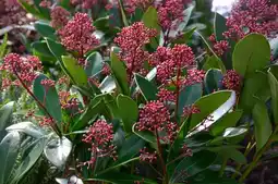 Jardiland Skimmia japonica Gold collection offre