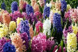 Jardiland ECLOZ Jacinthe ECLOZ offre