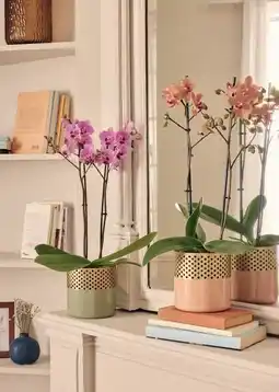 Jardiland ECLOZ Phalaenopsis multiflora ECLOZ offre