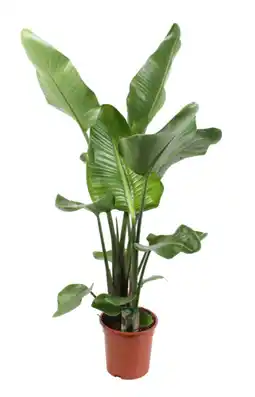 Jardiland ECLOZ Strelitzia Nicolai ECLOZ offre