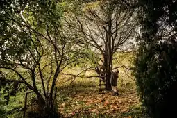 Jardiland Coupe-branches télescopique multifonctions UPX86 offre