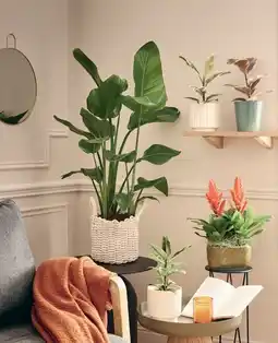 Jardiland ECLOZ Collection de ficus ECLOZ offre