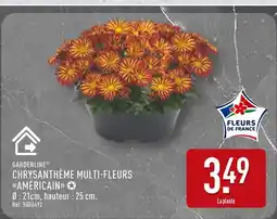 ALDI Gardenline Chrysanthème Multi-Fleurs Américain offre