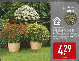 ALDI Gardenline Chrysanthème offre