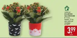 ALDI Gardenline Kalanchoe Halloween offre