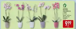ALDI Gardenline Orchidée Phalaenopsis 2 Tiges offre